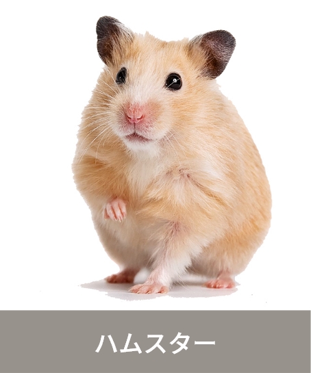 ハムスター