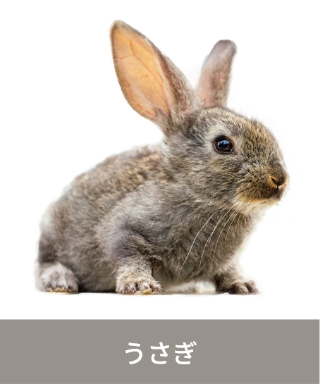 うさぎ