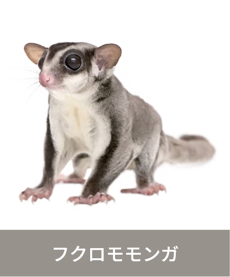 フクロモモンガ