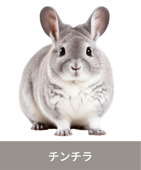 チンチラ