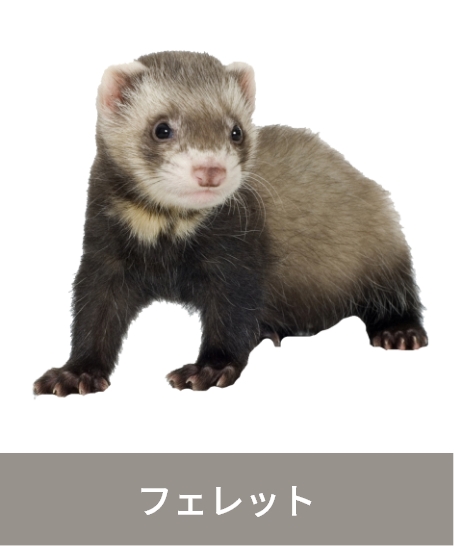 フェレット