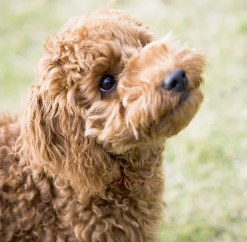 老犬・老猫ホーム(ペットホーム)